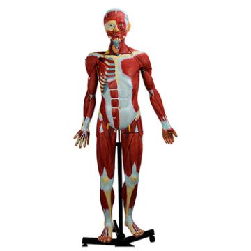 Nasco Muscular Figure Model 3/4 Life-Size with 32 Parts