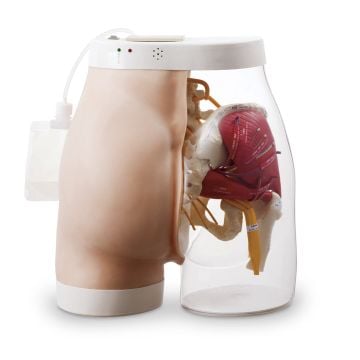 Nasco Intramuscular Injection Model
