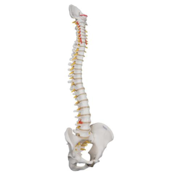 Highly Flexible Spine Model