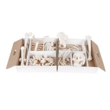 Disarticulated Half Human Skeleton Model