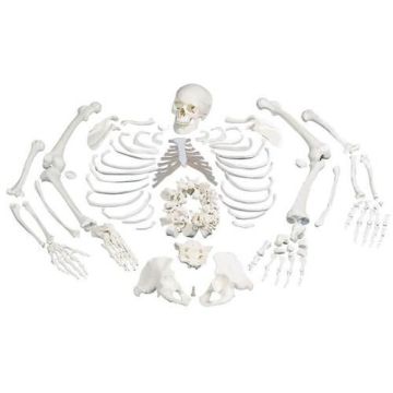 3B Disarticulated Full Human Skeleton Model