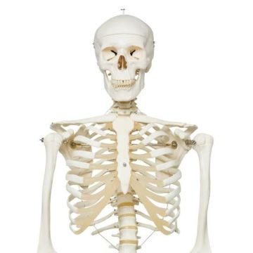 Life Size Human Skeleton Model