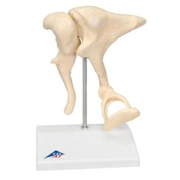 3B Ear Bones Model