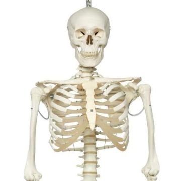 Physiological Human Skeleton Model