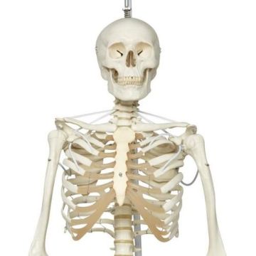 Human Skeleton Model