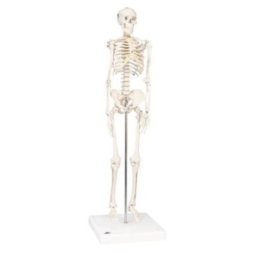Mini skeleton on base