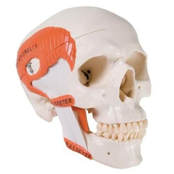 TMJ Human Skull Model