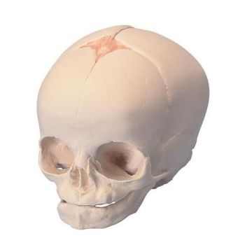 Foetal Skull Model