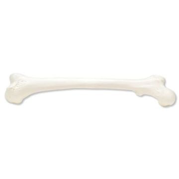 3B Scientific Femur Model