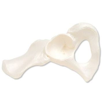 3B Scientific Hip Bone Model