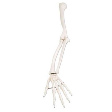 3B Scientific Arm Skeleton Model