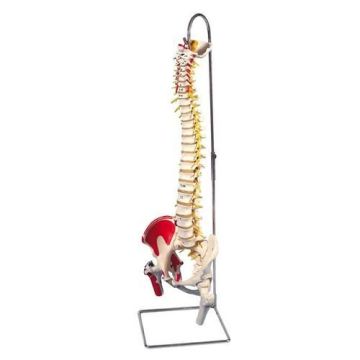 3B Scientific Deluxe Flexible Spine Model with Femur Heads and Painted Muscles