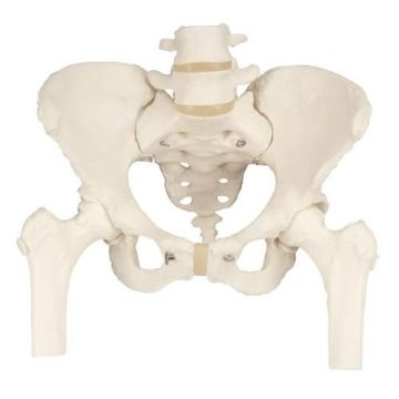3B Scientific Pelvic Skeleton, Female, with Movable Femur Heads