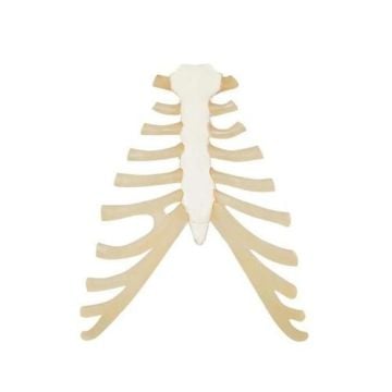 3B Scientific Sternum with Rib Cartilage Model
