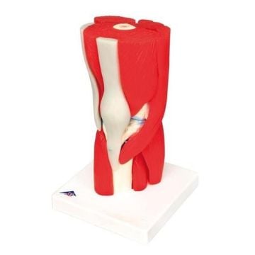 3B Knee Joint with Removable Muscles