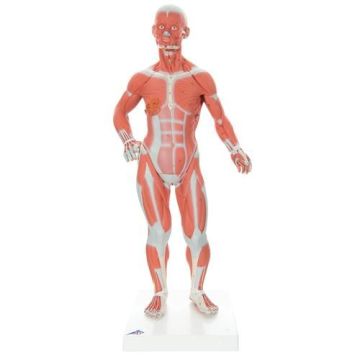 1/3 Life-Size Muscle Figure