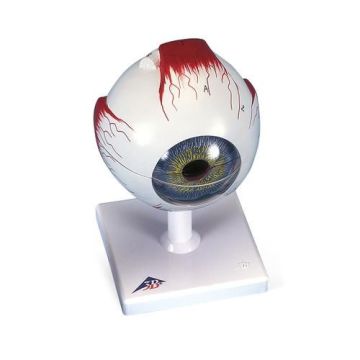 3B Scientific Human Eye Model 3