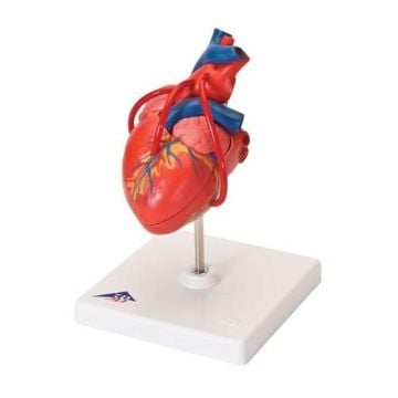 3B Scientific Classic Heart with Bypass Model