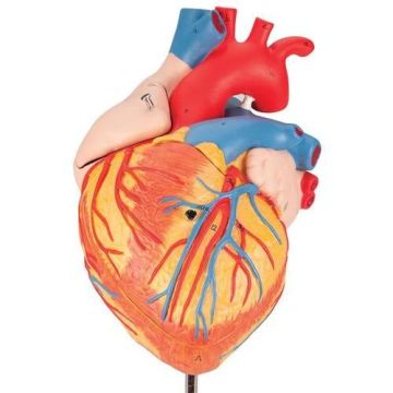 Human Heart Model