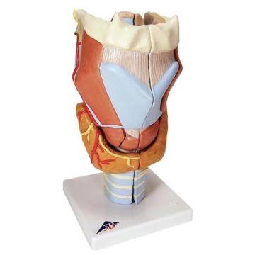 3B Larynx Model