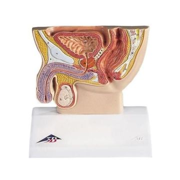 Male Pelvis