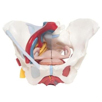 Female Pelvis Model with Ligaments, Vessels, Nerves, Pelvic Floor, Organs
