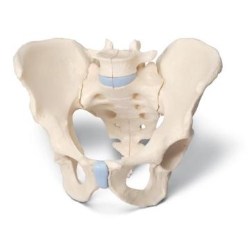 3B Scientific Male Pelvis Skeleton Model