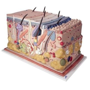 3B Scientific Skin Block Model