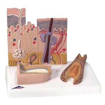 3B Scientific Skin, Hair, and Nail Microscopic Structures Model