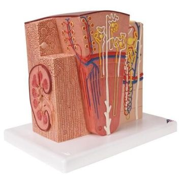 3B MICROanatomy Kidney Model