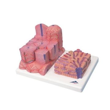 3B MICROanatomy Liver Model