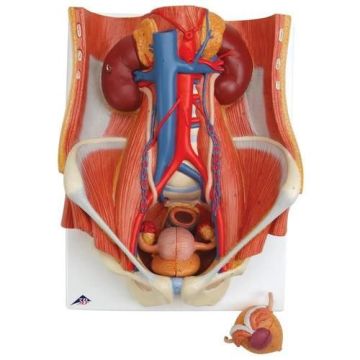 Dual Sex Urinary System