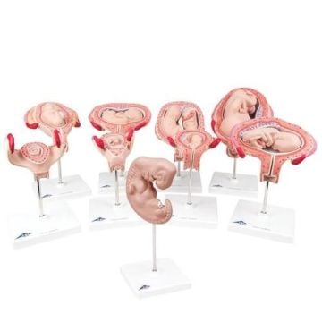 3B Scientific Pregnancy Series
