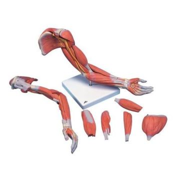 Deluxe Muscle Arm