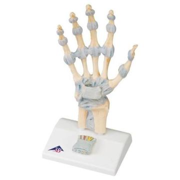 3B Scientific Hand Skeleton Model w/Ligaments, Muscles, Tendons