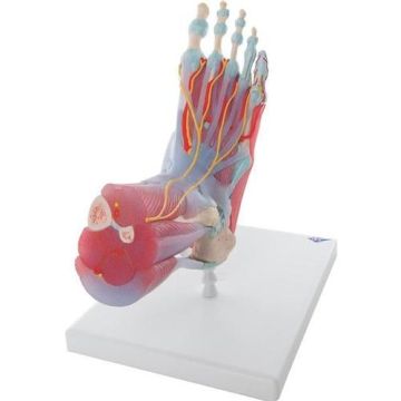 Foot Skeleton Model - Ligaments & Muscles