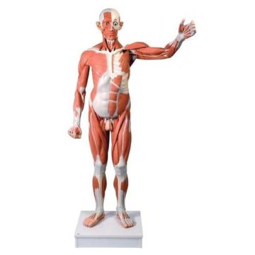 Life Size Male Muscular Figure
