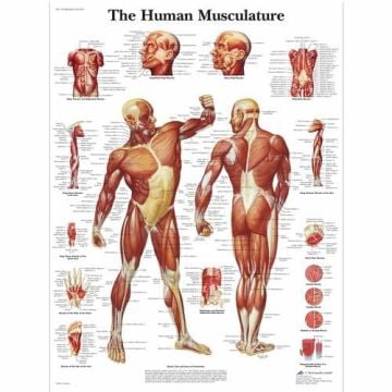 3B Scientific Human Muscle Chart Poster