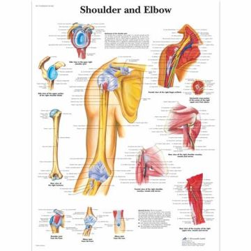 3B Scientific Shoulder and Elbow Chart