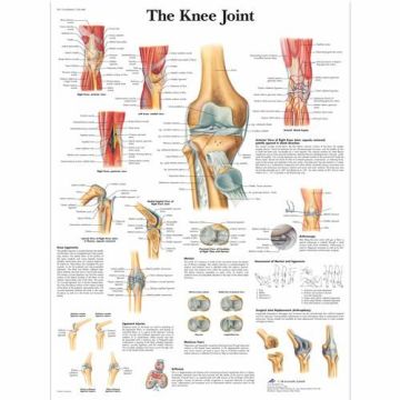 3B Scientific Knee Joint Chart