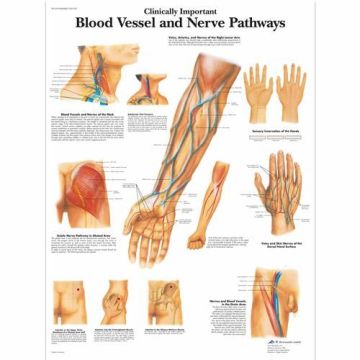 3B Scientific Clinically Important Blood Vessel and Nerve Pathways Chart