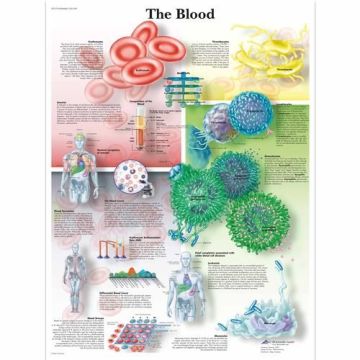 3B Scientific The Blood Chart