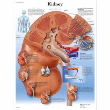 3B Scientific Kidney Chart