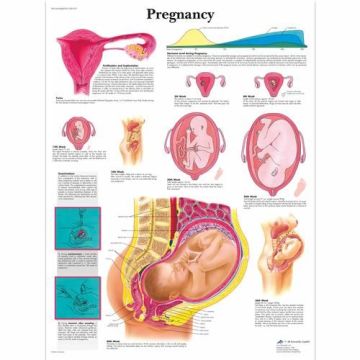 3B Scientific Pregnancy Chart