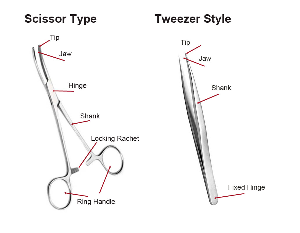 Anatomy of Forceps