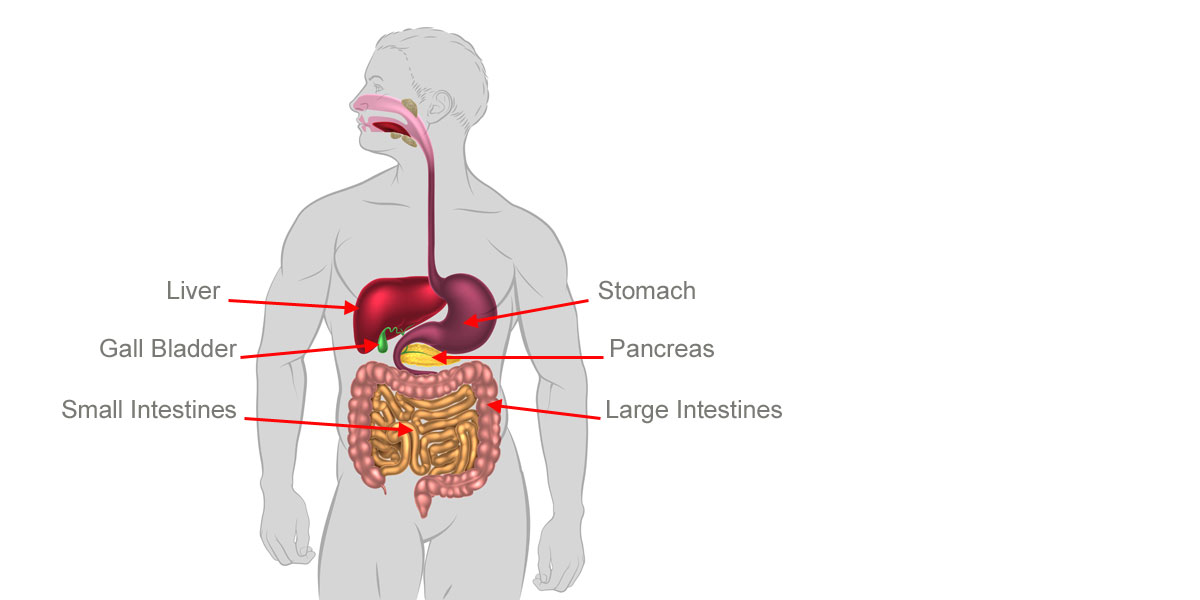 Human Digestive System