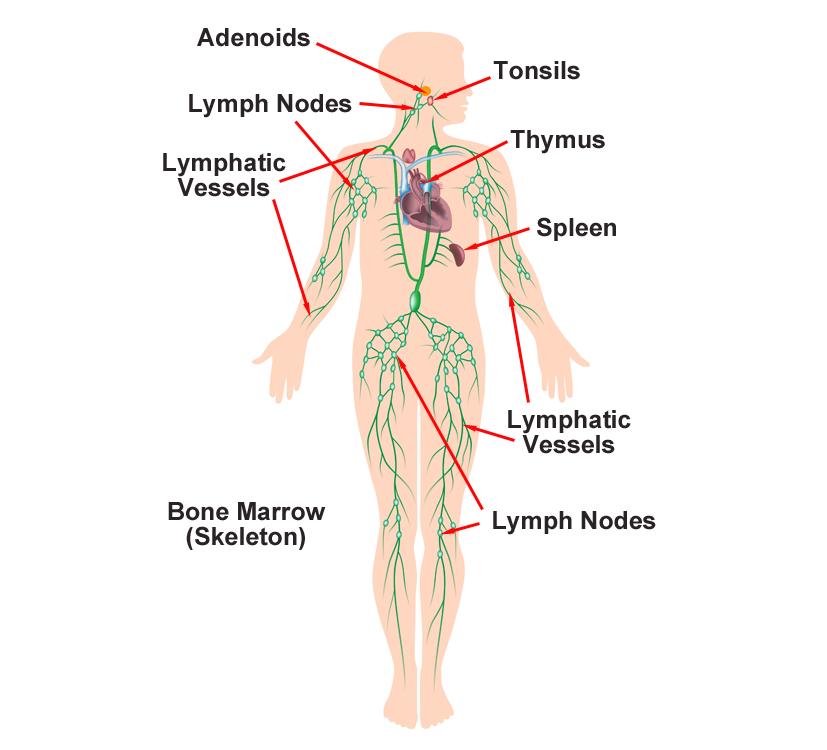 Lymphatic System