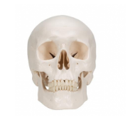 Classic Human Skull