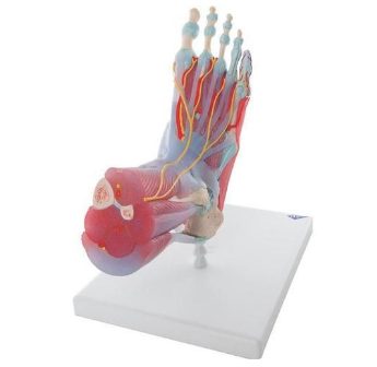 3B Skeleton Foot Model with Muscle