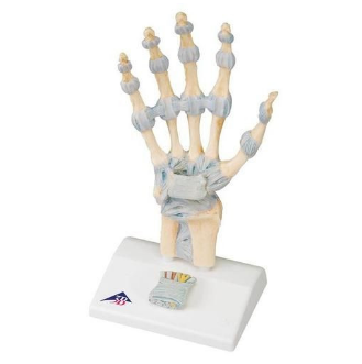 3B Skeleton Hand Model